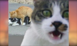 猫咪搞笑视频,猫咪搞笑视频大盘点