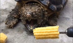 乌龟咬人视频,揭秘动物世界的另类防御策略